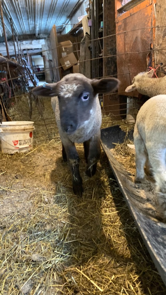 My Cute Lamby Boi