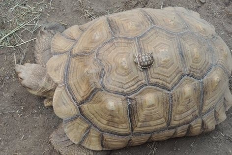 African Spurred Tortoise (Centrochelys sulcata). They are the largest mainland species of tortoise, 