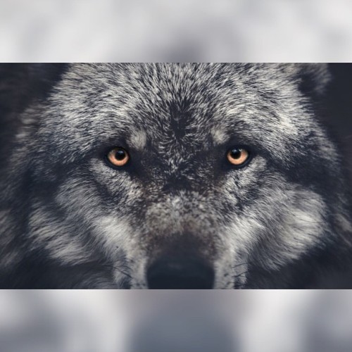 worldofwolvesofficial: By Christian Berding