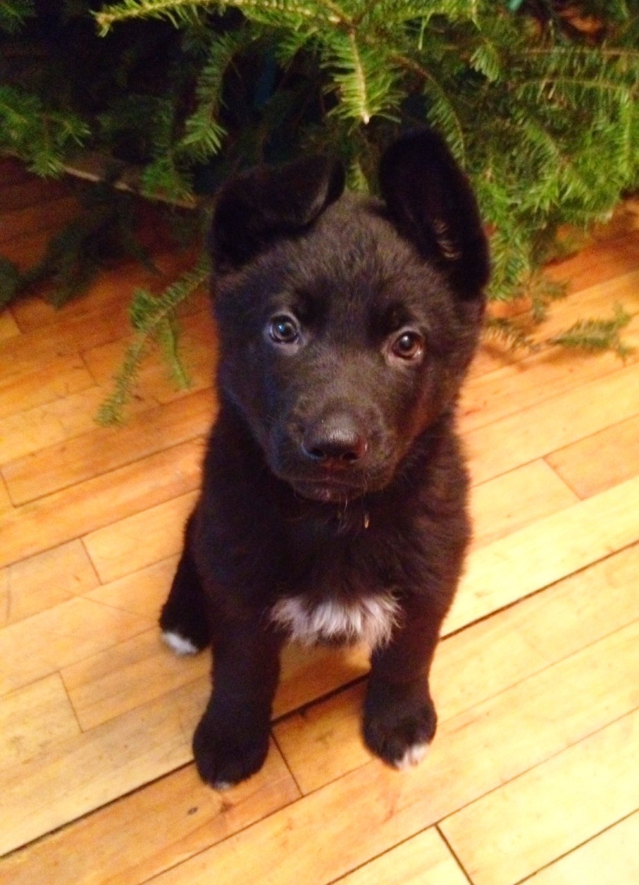 evanxmacisaac:  evanxmacisaac:  evanxleblanc:  One of Doug’s ears popped!  Young