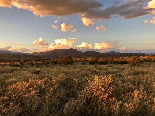 thelostcanyon:Lush range in the arid grassland near Mescal, Cochise County, Arizona.