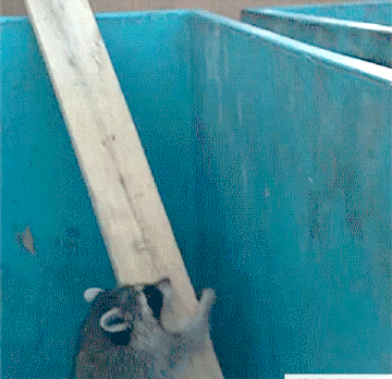 catgifcentral:  Smart Raccoon