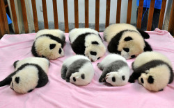 the-awesome-quotes:    Panda “Daycare”