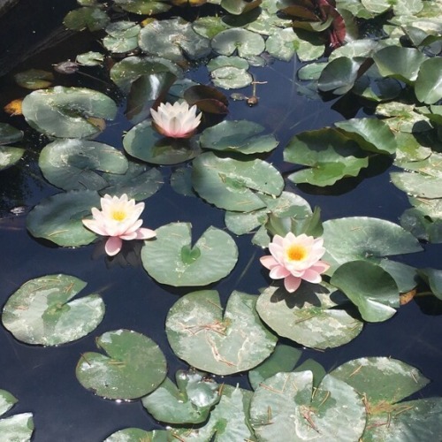 ccrygirl:lily pads i found in a hidden pond