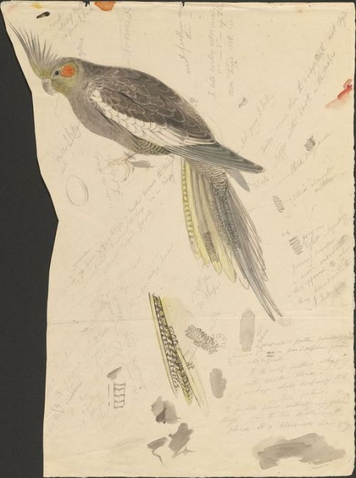 art-and-things-of-beauty - Edward Lear (1812–1888) - Sketches...