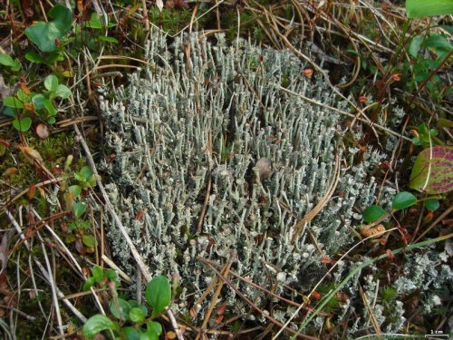  Cladonia ecmocyna Frosted cup lichen, orange-footed pixie lichenimages: source