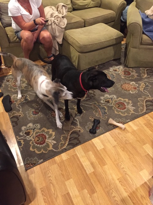 morganray311: chasingtrophywhitetails:   thatssogayman:   reddirtgirl95:   si3rra-xox:   carolina-viking:   russdom:   oldwarhorse1775:   moosemarine:   downhomebrunette:  red-faced-wolf:   Reblog this with a picture of your dog       Bonus with my uncles