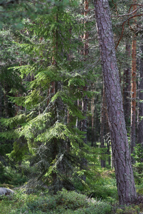 Forests of Sibberön and Kalvön, Värmland, Sweden.