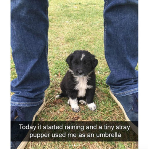 Porn photo babyanimalgifs:Dog snaps