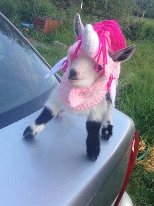 cuteanimalspics: The mythical goaticorn (Source: ift.tt/1GGT2bm)