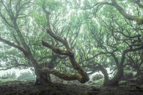 Pouring rain didn&rsquo;t stop me from shooting these tentacle trees in Madeira, Portugal (2000x