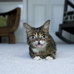 bublog:HI BUB!