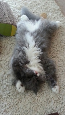 squishfacekitties:  figthecat:  He falls asleep like this all the time and it just kills me.  oh my god so fluffyyyyy