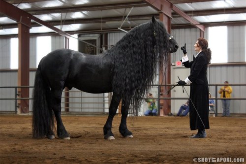 daughter-of-crom:  bardos96:  Frederik the Great - Friesian stallion *^*  