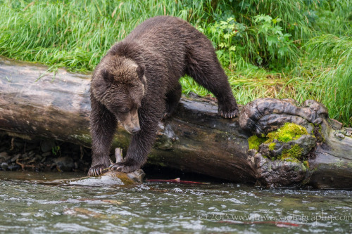 Porn Pics fuck-yeah-bears:  A Bears Predicament by