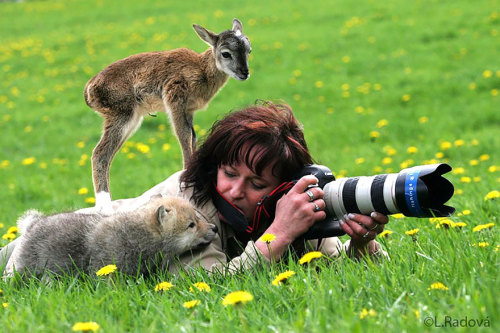 conflictingheart - Some Reasons Why Being A Nature Photographer Is...