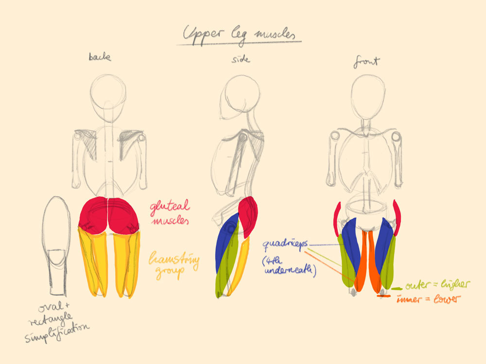 Upper Leg Muscles Simplified Helpful Tutorials Jbohn Art