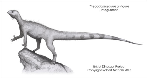 paleocreations:Reconstructing Thecodontosaurus antiquus by Bob Nicholls (www.paleocreations.com)Skel
