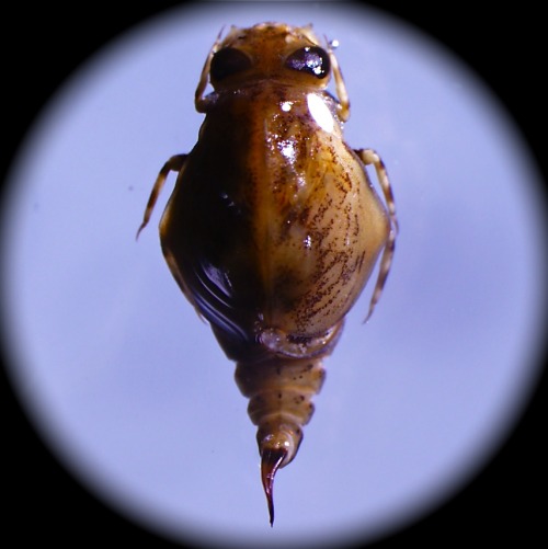 Baetisca are members of the ‘armored mayfly’ family. So named for their hard, stout