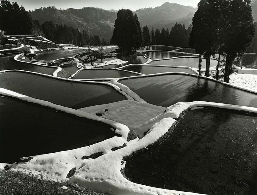 varietas: Haruto Maeda (b. 1963): The Rice Field 