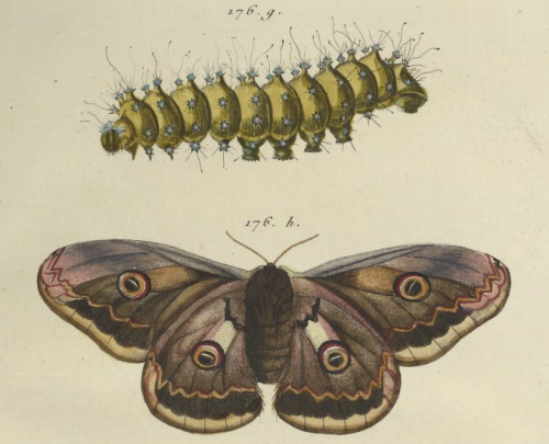 176. chenille à tubercules du poirier, le Grand paon de nuit. Engramelle, Papillons d’Europe. 1779-1