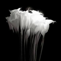 the-clusterfuck:  Robert Mapplethorpe - Calla lilies 