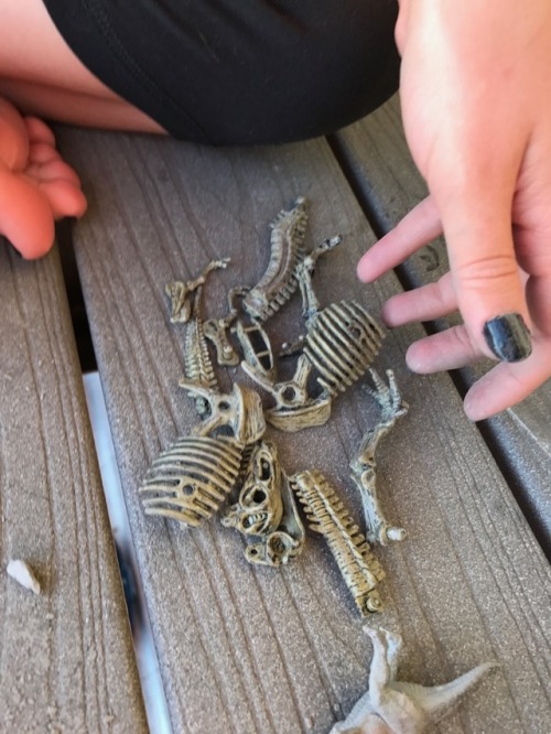 thatgeologistchick:I excavated my little dinosaurs today!