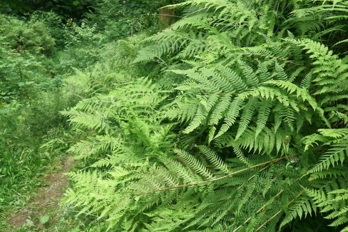 With ferns like this it could be New Zealand