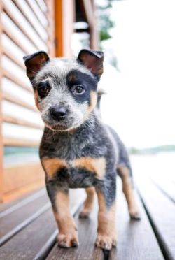 dogsandpupsdaily:  - Australian Cattle Dog. Want