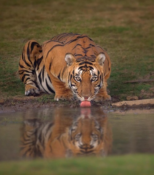 Bengal Tigerby Shaazjungphotography
