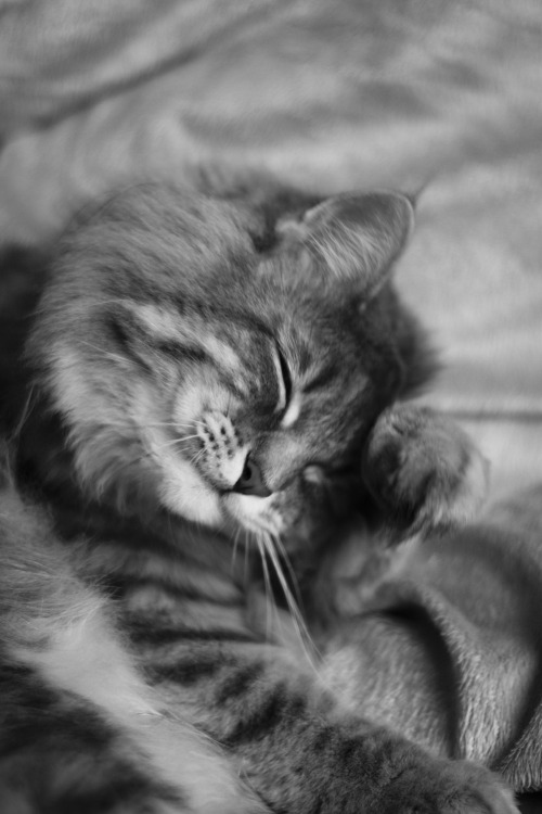 cat wash