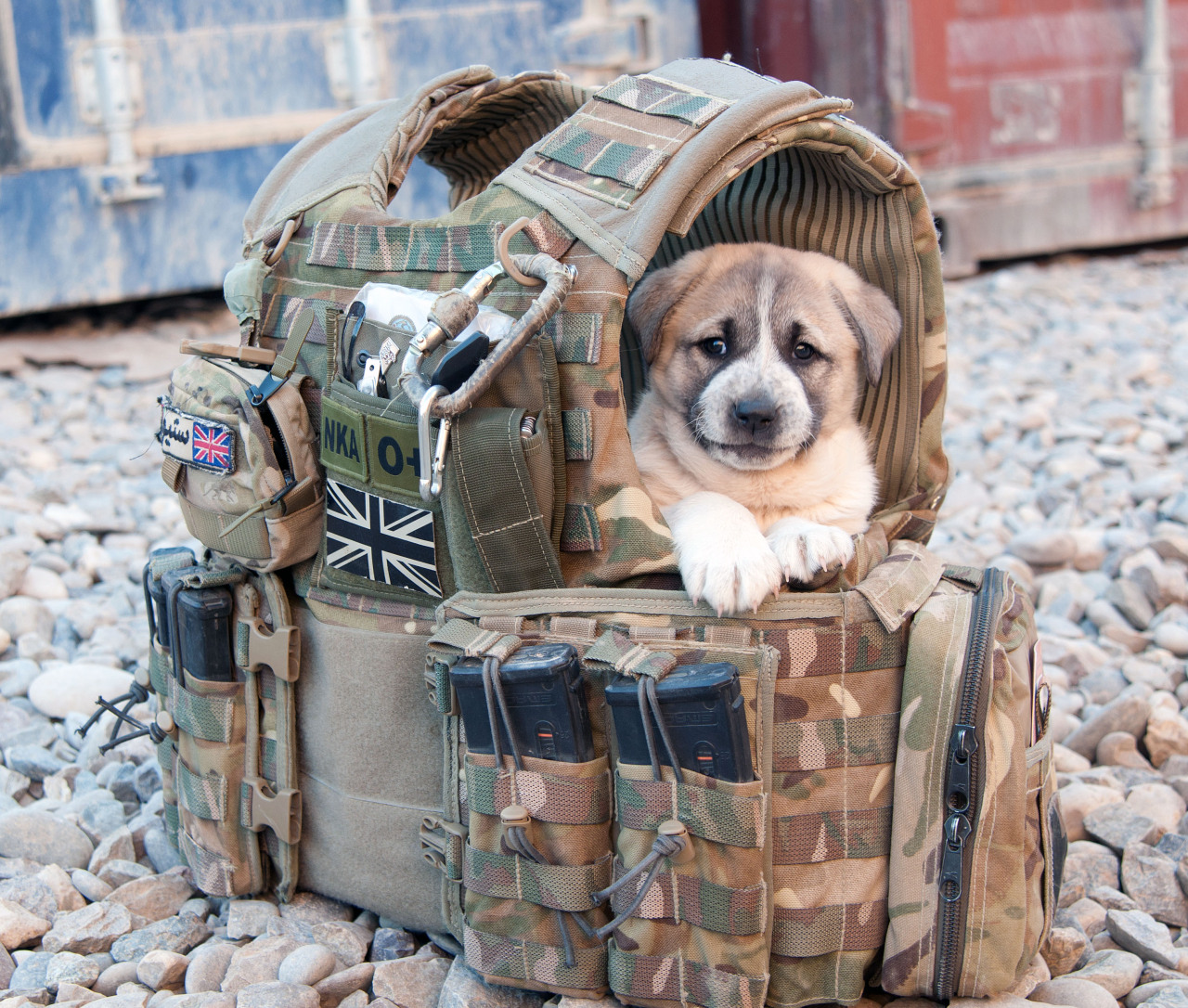 hound-actual:  Puppy will be safe inside of body armor.