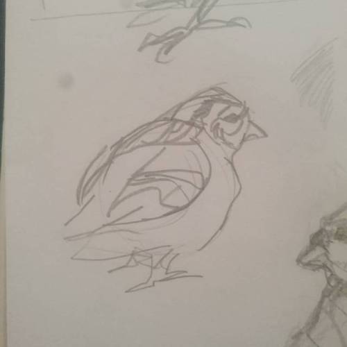 Birbs!#bird #pencil #sketch #sketchbook #artisroninstagram