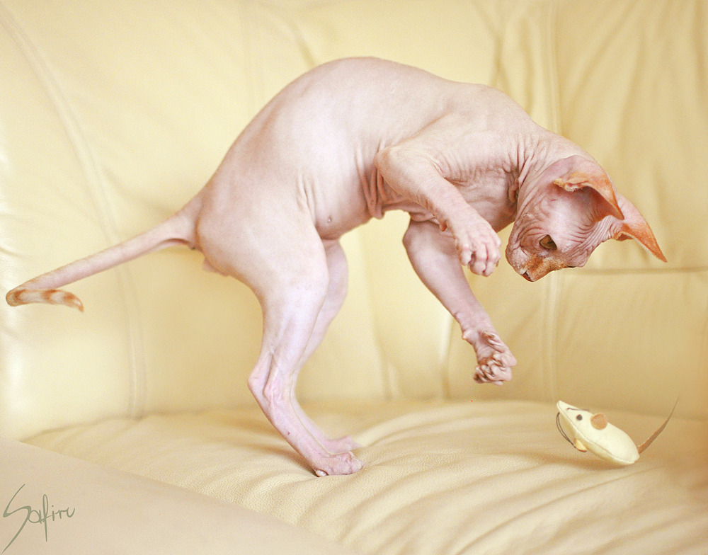 hairlessnorsegod:  That was the first naked kitty I’ve ever met. Say hello to Stefan!