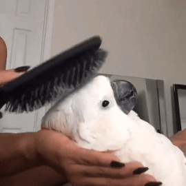 thatmailmun:  littlerosebirb:  chainsawunicorn: @littlerosebirb oyhuhhuyhuhh oh my