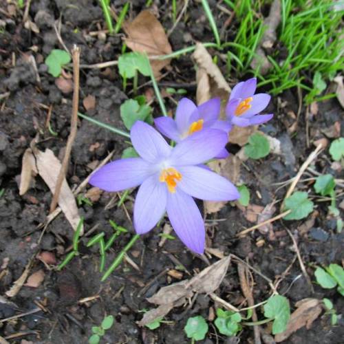 And A #crocus #macro To Finish Today's Triple ;) #crocuses #dortmund #nordstadt #germany #march #2017