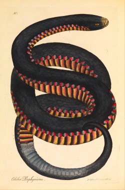 magictransistor:  James Sowerby, Crimson-sided snake (Coluber porphyriacus), 1794. 