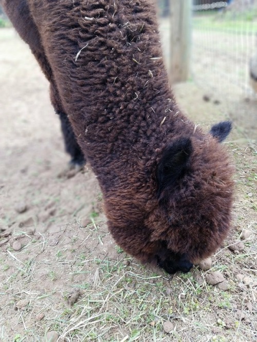 @pumpkinetics and I went to go see Alpacas in my new neighborhood. They kept rolling in the dirt and