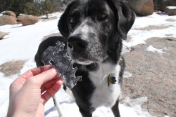 godshideouscreation:  verybluebirdy:I WAS JUST TRYING TO TAKE A PHOTO OF THE COOL PIECE OF ICE AND HE FUCKING EATS IT!!!!!!!!!!!thats just like my dog hahahahaha