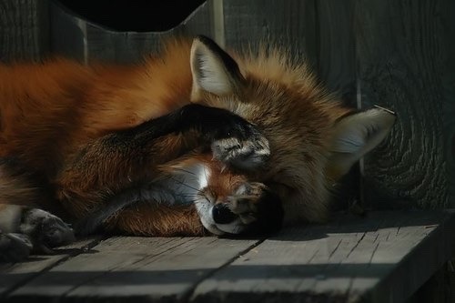 redpyrofox:  Too bright… Close the curtains.  https://weheartit.com/entry/171807063/via/33374452