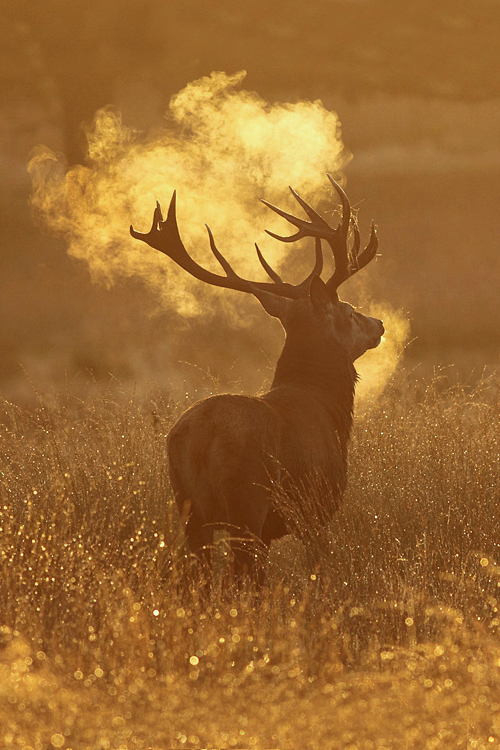 asthmas:Red Deer Stag, Richmond Park© Craig Denford / Flickr