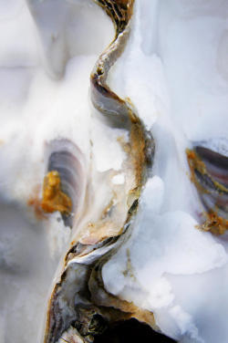 farewell-kingdom:  Richard George - Oyster Shell