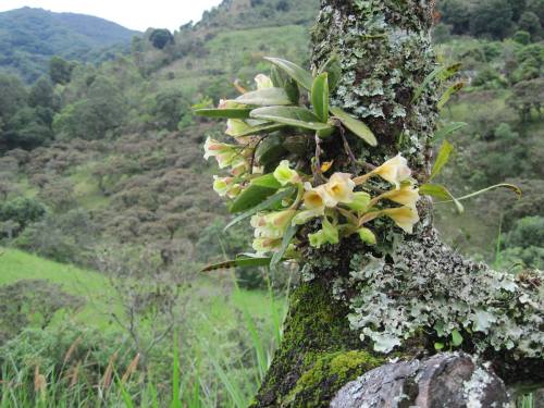 orquidofilia:Rodriguezia granadensis, in situ, Nariño Department, Colombia.By Zonia Arge