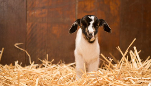 rescuedfarmanimals:Today we welcome our triple J goats -Julia, Jillian and Jacob; our all Australia 