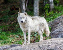 Bendhur   llbwwb:  (via 500px / Wolf by Jeff Kitts)