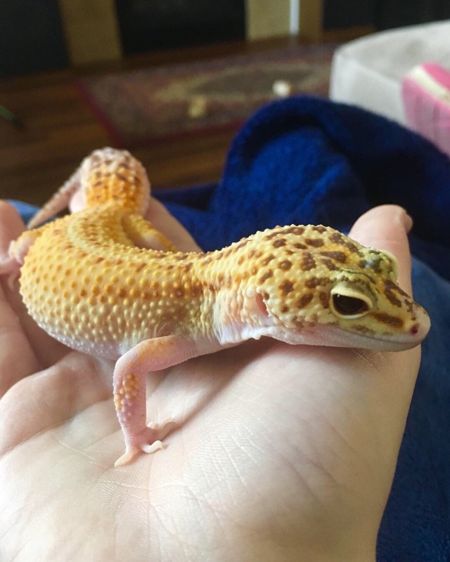 nin-ei:  Glad to see y’all like the drawings of my lizards here are some photos of the little beasts for your viewing pleasure 