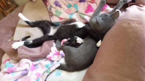 [image description: A black and white kitten, play-wrestling with another grey kitten. The black and