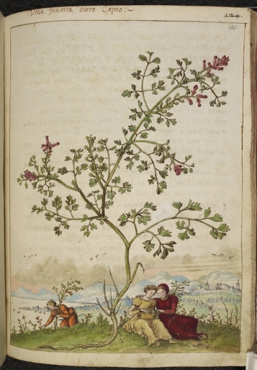 peachpulpeuse: Botanical illustrations in a 16th-century Italian edition of De Materia Medica, an he