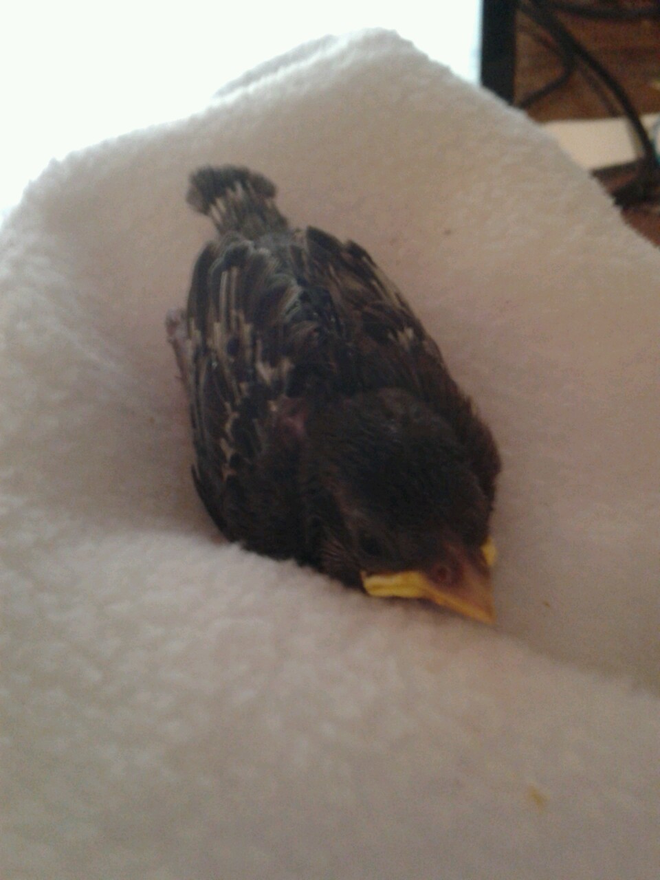 kazzythegreat:  Our little baby sparrow, from the day we took him in to about two