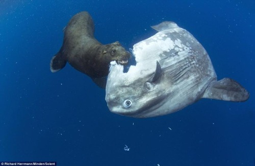 pappito: “So someone in a group asked me to tell them why I hate the ocean sunfish so much, an